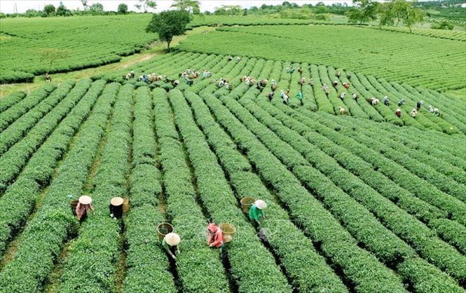 Vùng chè tại Lâm Đồng. Ảnh: Quang Quyết/TTXVN