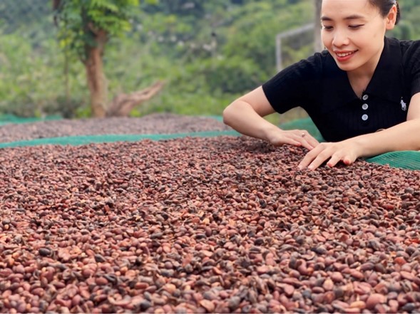 Hình ảnh Chị Bích Chi tận tay kiểm định, sàng lọc để có những hạt cà phê chất lượng